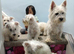 Westie puppies available for new family home