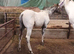 Aphc appy quality colt x knabbstrupper