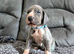 EXCEPTIONAL GREAT DANE PUPPIES – CHAMPIONSHIP BLOODLINES