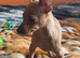 Beautiful Miniature Pinscher Boy