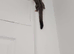 2 male gliders for sale