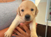 Labrador puppies
