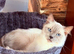 Female tica and gccf un neutured ragdoll