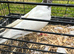 High Flyer Pigeon, Healthy and Active