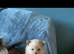 Adorable Pomeraniums