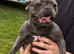 2 year old French bulldog