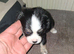 6 chihuahua for sale