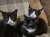 Kittens for sale