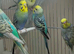 Budgies in London