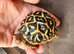 Indian star tortoise cb24