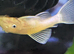 L144 Lemon Blue Eye Plecos &ndash; &pound;5 Each