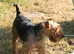 Two little pedigree Welsh Terriers