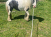 Selling my girl called lady