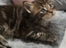 Maine Coon Registered TICA