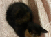 Beautiful kitten for sale