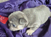 X1 male puppy and x1 female now gone. 6so only 4 left rare breed KC registered micro French bulldogs