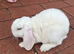 Mini lop plush