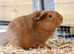 5 bonded female guinea pigs
