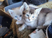 3 x Half bengal kittens for sale