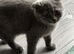 Beautiful Scottish Fold & Straight kittens
