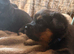 German shepherd x Rottweiler puppies