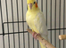 Cockatiels in Runcorn