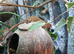 3 crested geckos and large eco terra with stand and all accessories