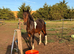 13.3 New forest mare