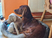 Irish Setter KC REG 2 YR Boy.