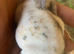 Various Rabbit kits