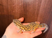 Stunning leopard gecko