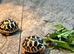 CB26 Indian Star Tortoises for sale