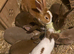 READY TO GO! Stunning Mini Rex Rabbit Babies
