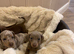 Miniature dachshund puppies