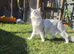 tica registered females mainecoon shaded line