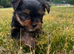 Mini pedigree Yorkie girl