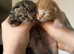 Beautiful kitten ready for their new home