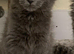 Maine coon kittens