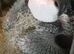 Cuddly hand reared baby Panama Amazon parrots
