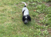 Cocker spaniel