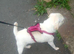 Girl pug