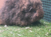 Pure bred texel guinea pigs