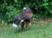 Female Harris Hawk