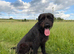 Giant Schnauzer Female