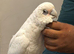 9 month's old beared eyed cockatoo for sale or px