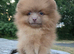 Last beaver lilac female puppy available