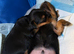 Beautiful Miniature Yorkshire Terrier Puppies - Boy & Girl