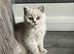 Beautiful British Shorthair Kittens