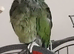 Female maximilian pionus