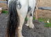 Lovely yearling filly blue and white to make 14 h